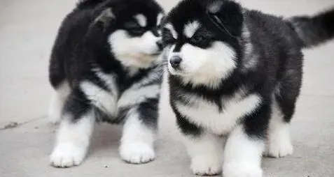 阿拉斯加犬|总结给阿拉斯加雪橇犬喂药的小窍门