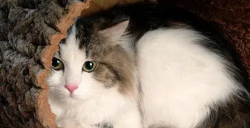 猫发情的声音 猫发情的时候有什么表现 | 猫