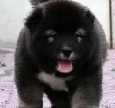 高加索犬|怎样判断高加索犬肚子里是否有虫