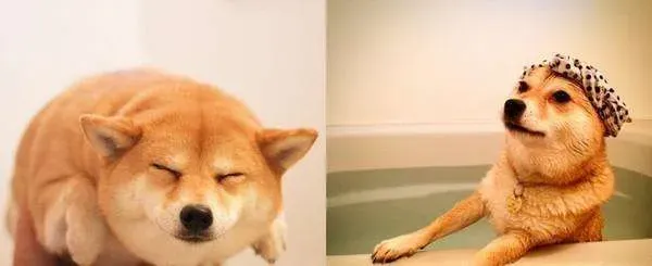 柴犬脚趾分叉  柴犬脚趾分叉的原因 | 柴犬