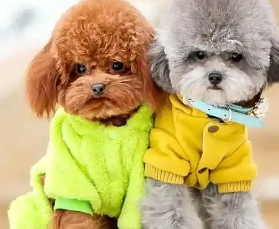 泰迪犬|为什么泰迪犬喜欢追着尾巴一直跑