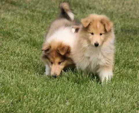 苏格兰牧羊犬|苏格兰牧羊犬什么时候可以驱虫