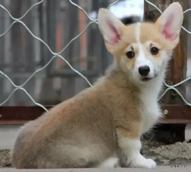 柯基犬|柯基犬发烧了怎么办？教你家庭处理狗狗发烧的小方法