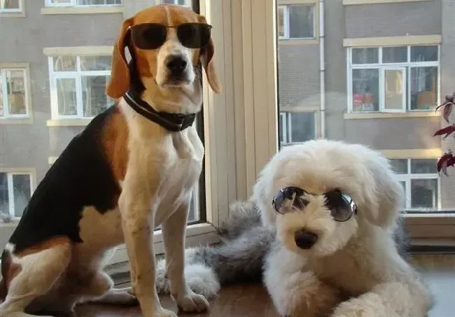 比格犬|比熊犬突然喘粗气是为什么呢