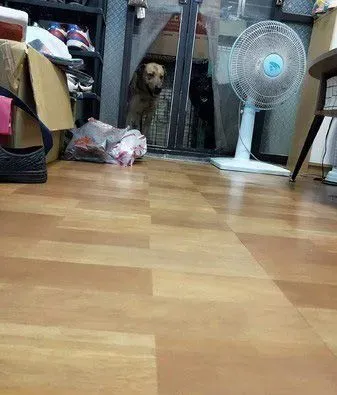 已经抱不动啦！时隔一年弟弟和狗狗长大了