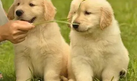 金毛|怎样改善金毛犬的孤独与寂寞