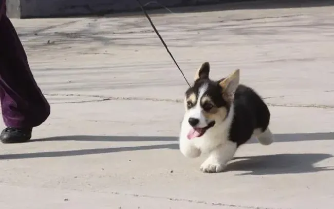 柯基犬|最近柯基犬总是不喜欢喝水有方法解决吗