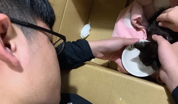 新生奶猫被弃置厨余桶 国中生暖心救回一命 | 猫