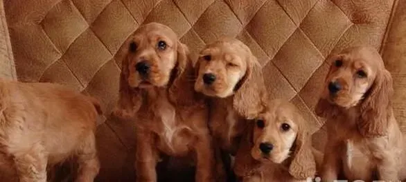 可卡犬|给可卡犬一个好的生活与饮食环境