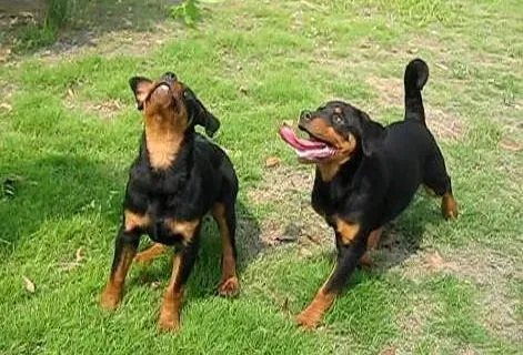 罗威纳犬|罗威纳犬尿尿的颜色很深是为什么 求原因