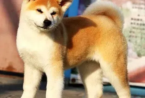 秋田犬|春天给秋田犬驱虫的相关常识与做法