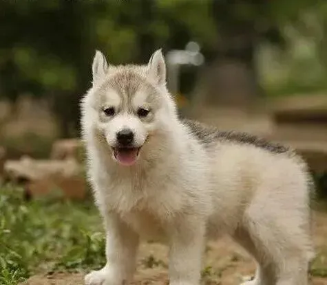 哈士奇|3个月哈士奇幼犬的健康与教育问题