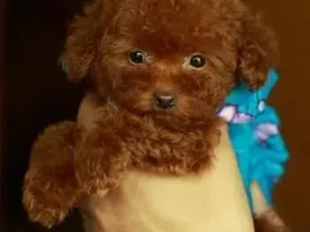 贵宾犬|贵宾犬遗传病的五种常见病症