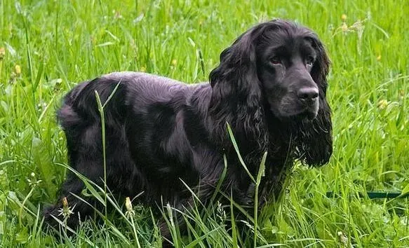 可卡犬|可卡犬生产前的征兆和准备须知