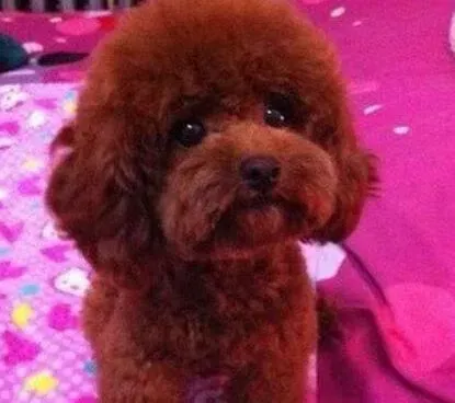 泰迪犬|全面了解为泰迪犬绝育的四大好处