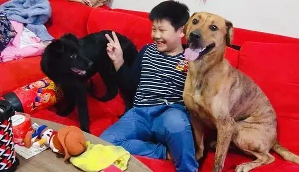 已经抱不动啦！时隔一年弟弟和狗狗长大了 | 狗