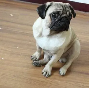 巴哥犬|人见人爱花见花开 调教巴哥犬必备的六大要素