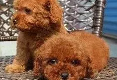 泰迪犬|泰迪犬可不可以吃馒头