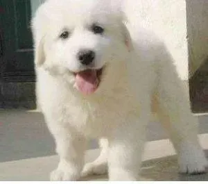 大白熊犬|大白熊犬近几天严重脱毛怎样护理