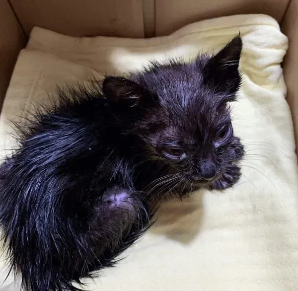 新生奶猫被弃置厨余桶 国中生暖心救回一命 | 猫