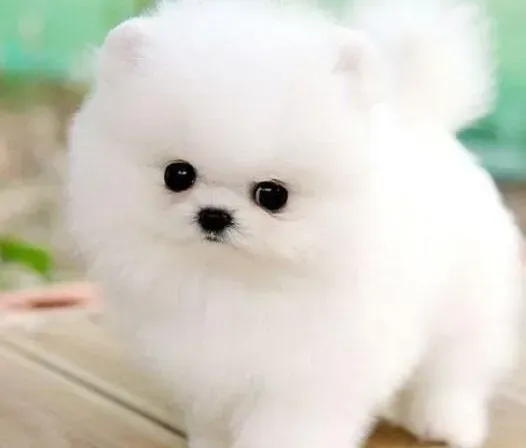 博美犬|博美犬在散步中为什么要撒好几次尿