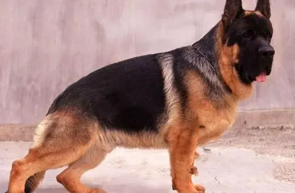 德国牧羊犬|夏天怎样给德国牧羊犬储存吃剩下的食物