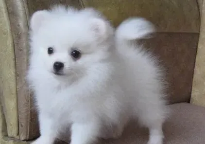 博美犬瘟热的治疗方法 博美犬瘟热的处理方法 | 博美