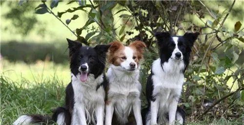 边境牧羊犬训练站立 边境牧羊犬的步伐训练 | 边境牧羊犬