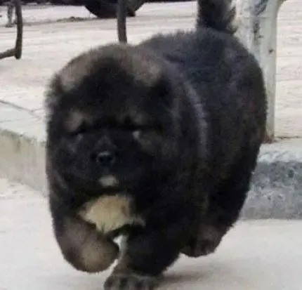 高加索犬|对高加索犬培育训练的要点和训练设施