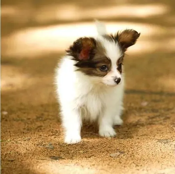 蝴蝶犬|蝴蝶犬很调皮，不听话该怎么办