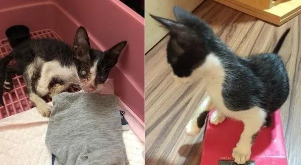 好奇！给妈妈敷猫面膜的比比是为了安全感么 | 猫