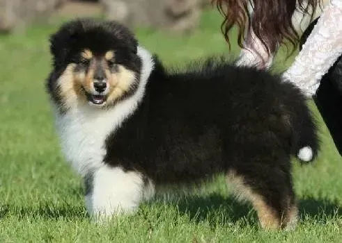 喜乐蒂|喜乐蒂犬到处尿尿该怎么教它