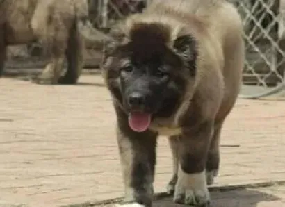 高加索犬|怎样杜绝高加索犬偏食不爱吃饭的坏毛病