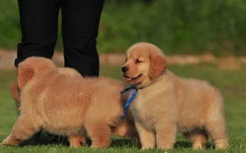 金毛寻回犬好养吗 金毛寻回犬还是比较好养的 | 金毛寻回犬