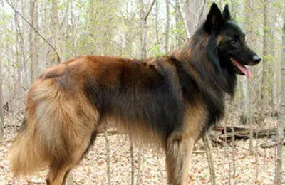 意大利灰狗的性格 该犬性格非常和善 | 意大利灰狗