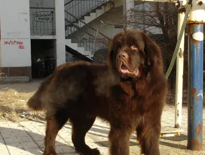 纽芬兰犬能长多大 该犬的体型很庞大 | 纽芬兰犬