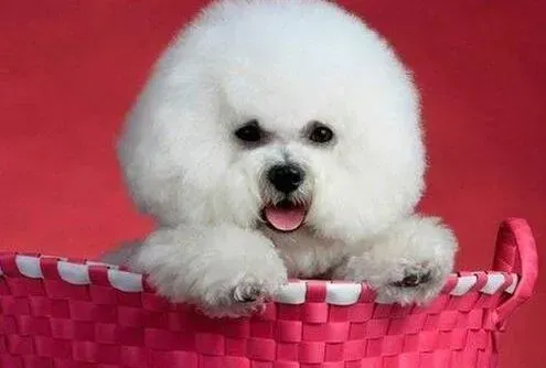 比熊犬|比熊犬得了细小，拉深绿色的便便严重么