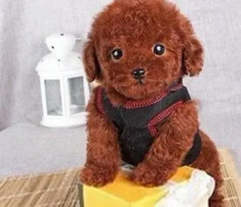泰迪犬|喂养事典之如何科学合理的喂养泰迪犬