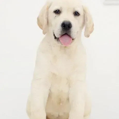 拉布拉多|我家拉布拉多犬有点厌食如何是好