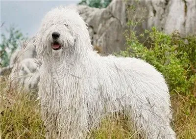 可蒙犬怎么洗澡 冬季给可蒙犬洗澡注意什么 | 可蒙犬