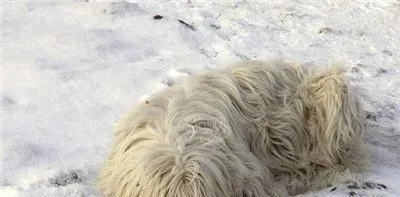 可蒙犬怎么洗澡 冬季给可蒙犬洗澡注意什么 | 可蒙犬