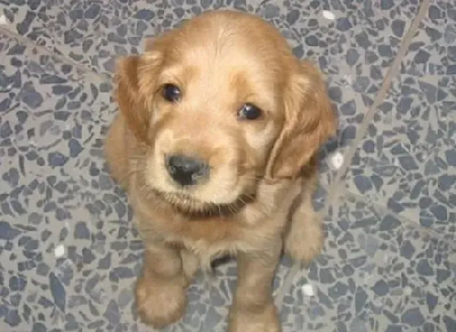 可卡犬|生活小帮手 勿忘定期帮助可卡犬的生活物品消毒