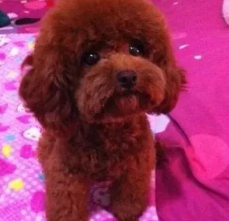 泰迪犬|泰迪犬贫血营养不良可不可以打疫苗