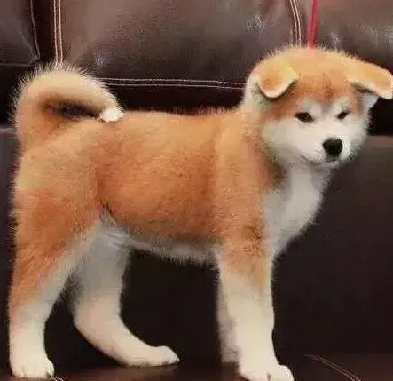 秋田犬|秋田犬在饮食中应该铭记的事项