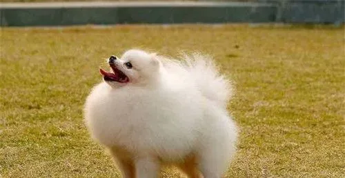 博美犬好不好养 博美犬是不好养的狗狗 | 博美犬