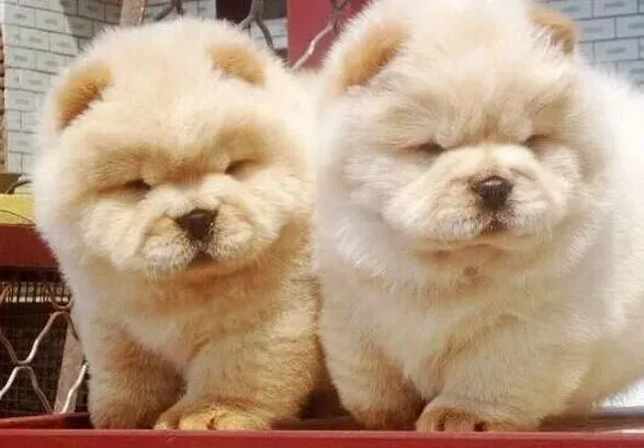 松狮犬|松狮犬喜欢吃与不能吃的食物种类