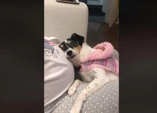 狗狗超爱未出世的小主人 用头狂蹭马麻肚皮
