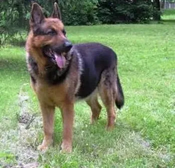 德国牧羊犬|为什么说大量用肉和肝脏饲喂德国牧羊犬有害