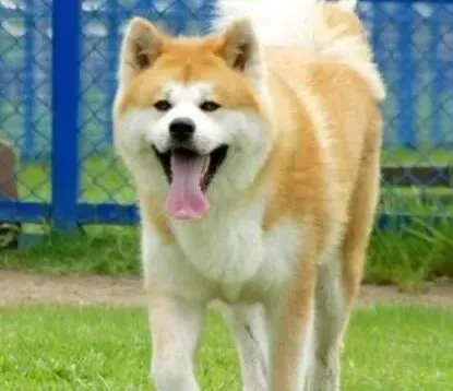 秋田犬|小动作大问题 哪些行为会误导秋田犬
