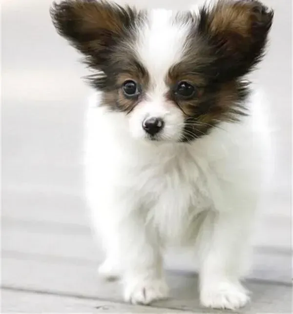 蝴蝶犬|蝴蝶犬的训练需要把握好原则